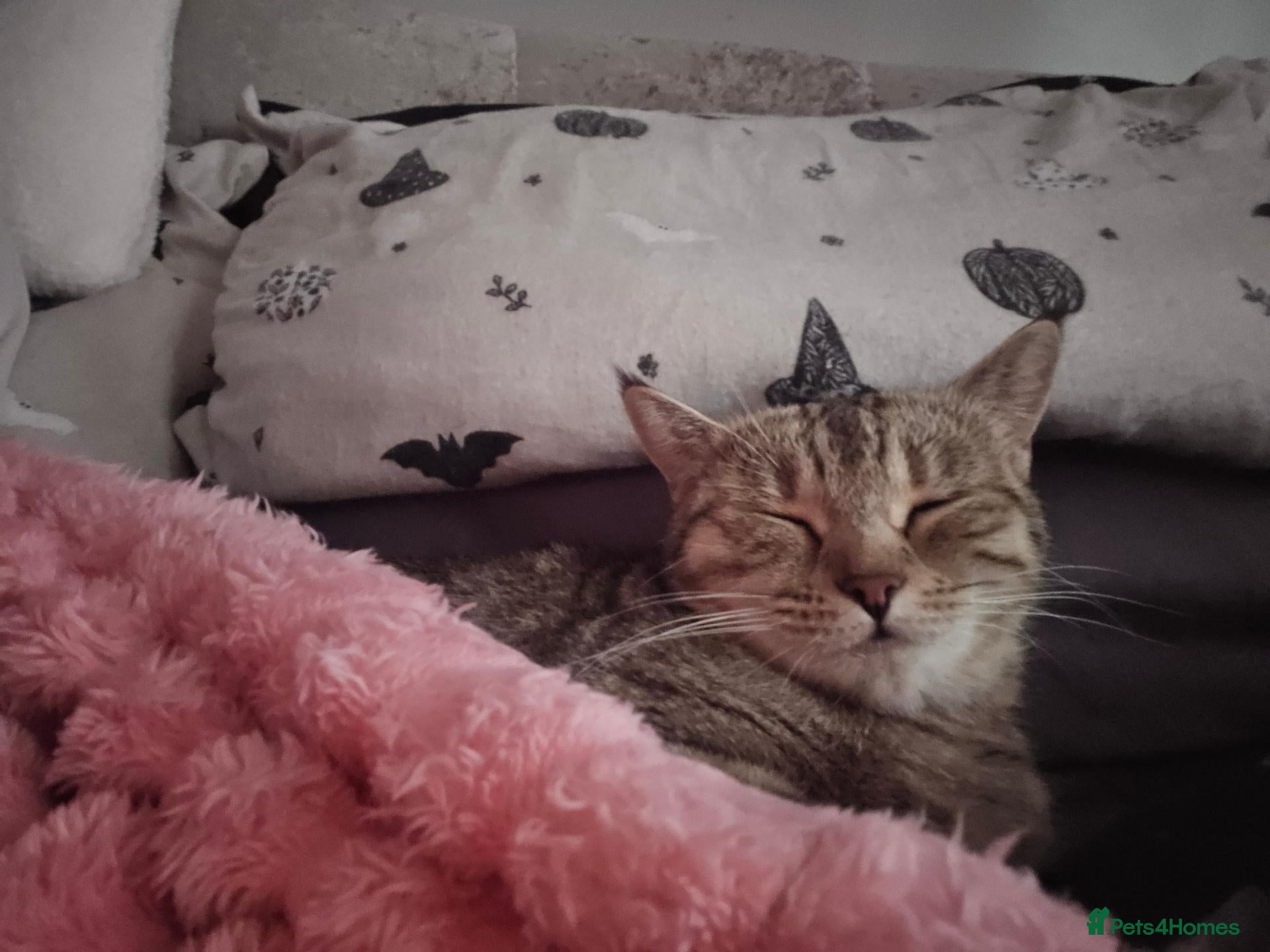 Mixed Breed cats Half bengal looking for a loving home  - Advert 1