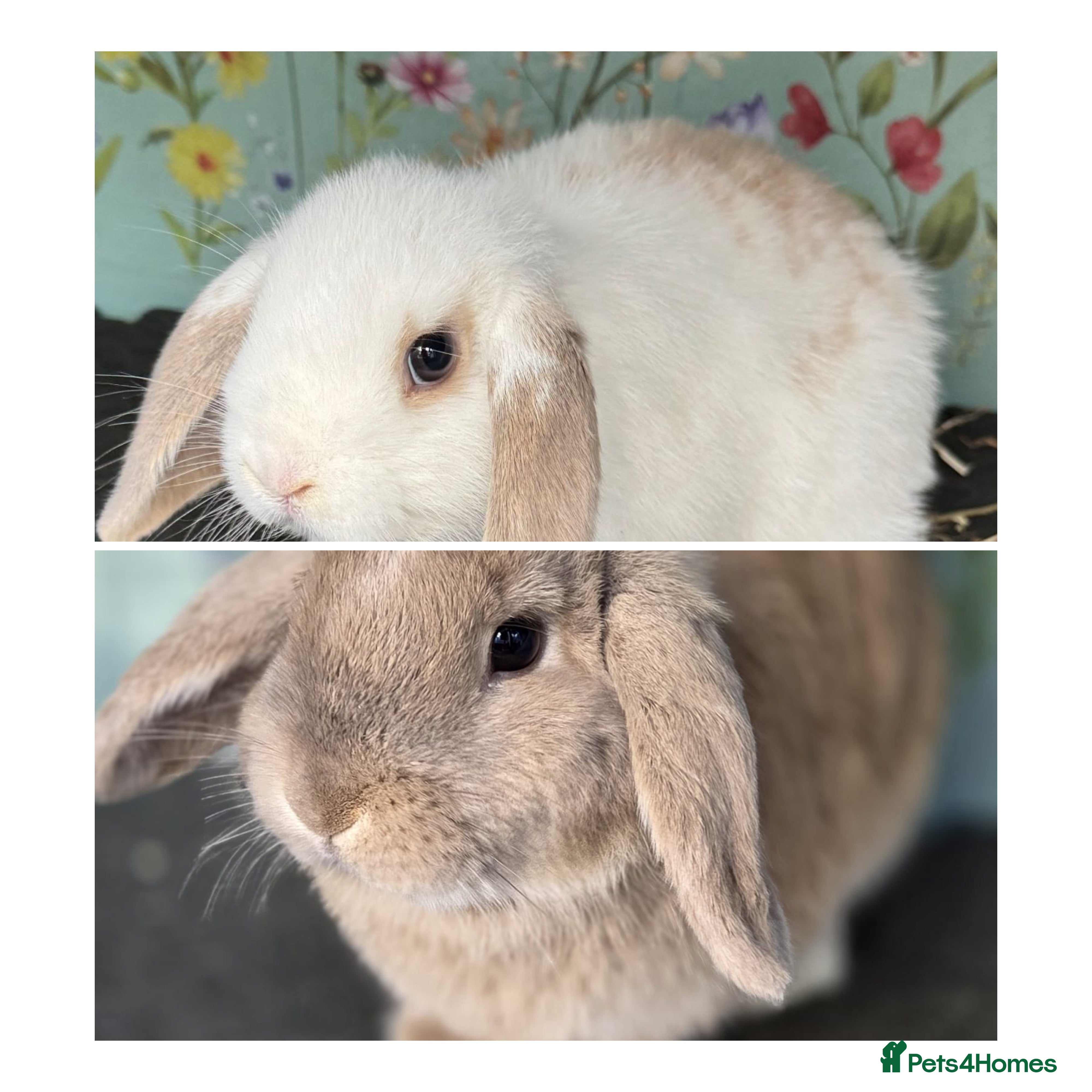 Mini Lop rabbits Mini Lop Rabbit Doe Female Bunnies - Advert 2