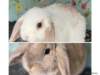 Mini Lop rabbits Mini Lop Rabbit Doe Female Bunnies - Advert 2