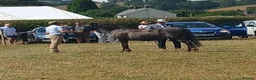 Connemara horses for sale: Irish Connie cob family pony - Advert 8