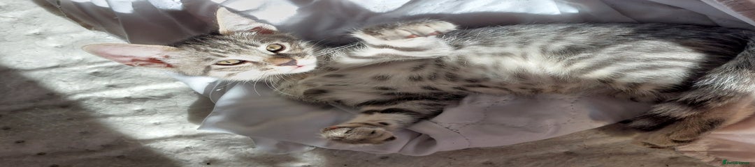 Savannah Kitten 3