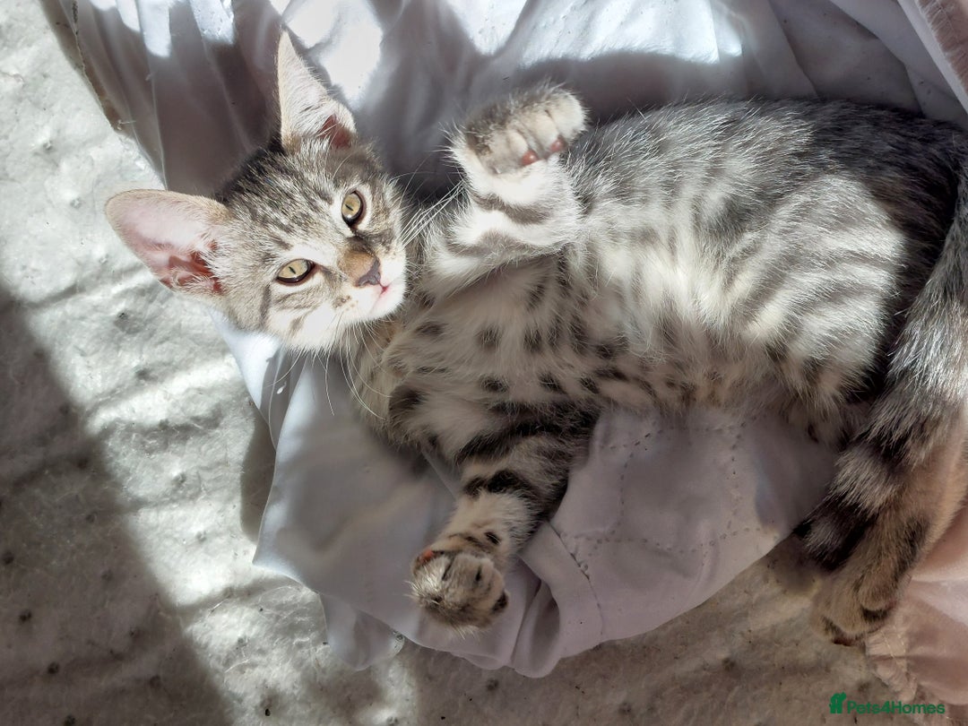 Savannah cats for sale: Playful Savannah F5 Mix Kittens for Loving Homes - Image 11