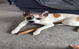 Mixed Breed dogs for sale: 9 month old Akita x puppy - Image 4