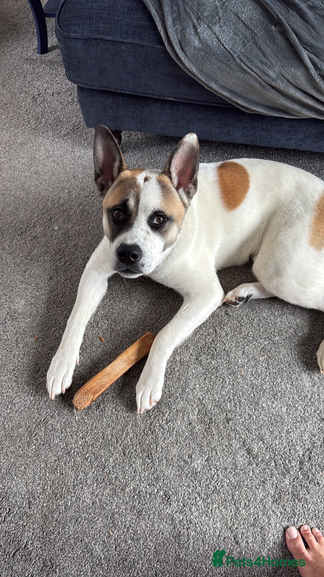 Mixed Breed dogs for sale: 9 month old Akita x puppy - Image 4