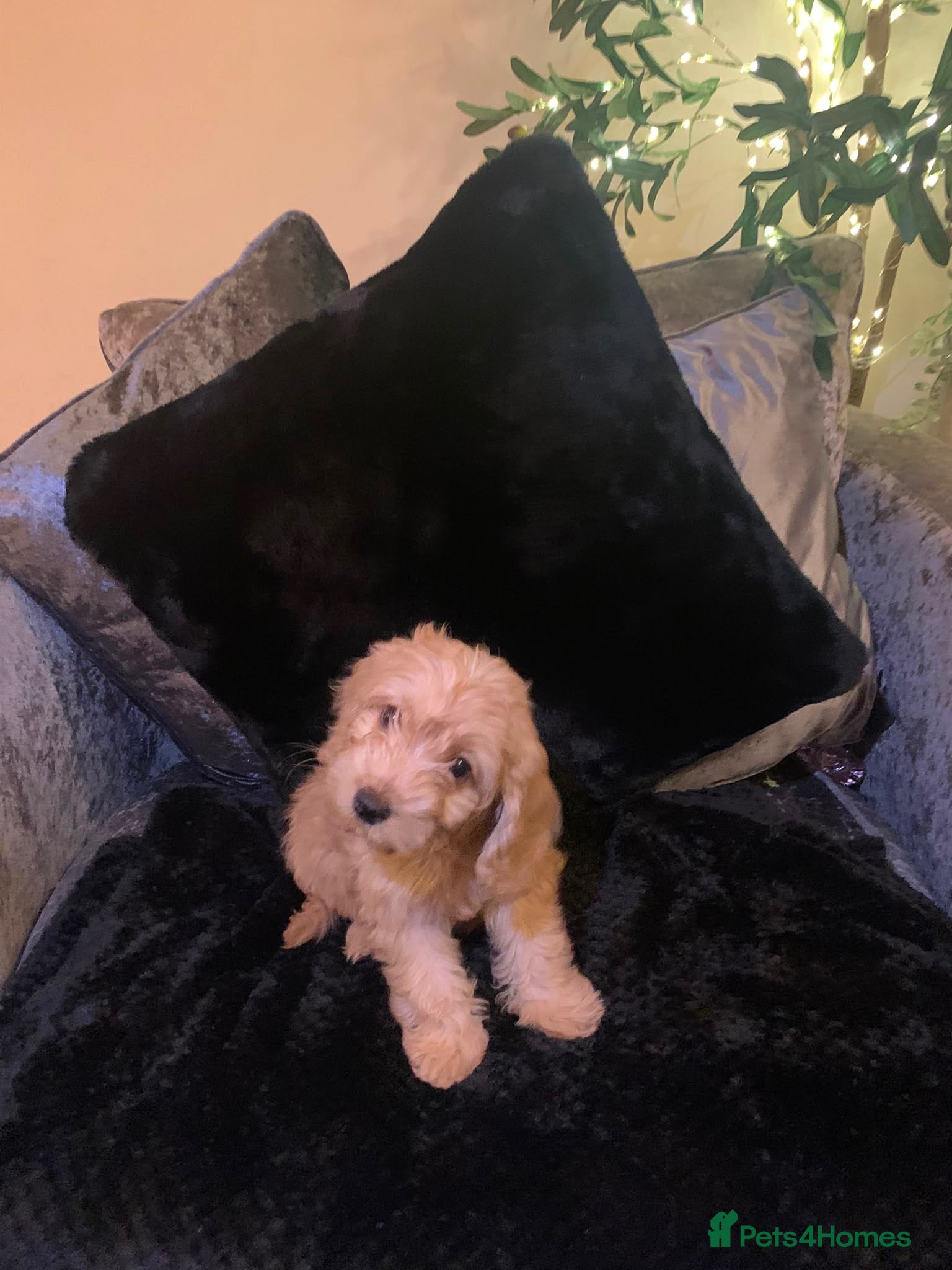 Cockapoo dogs Little cockapoo fluff balls 🐶 - ready 17/8/26 - - Advert 2