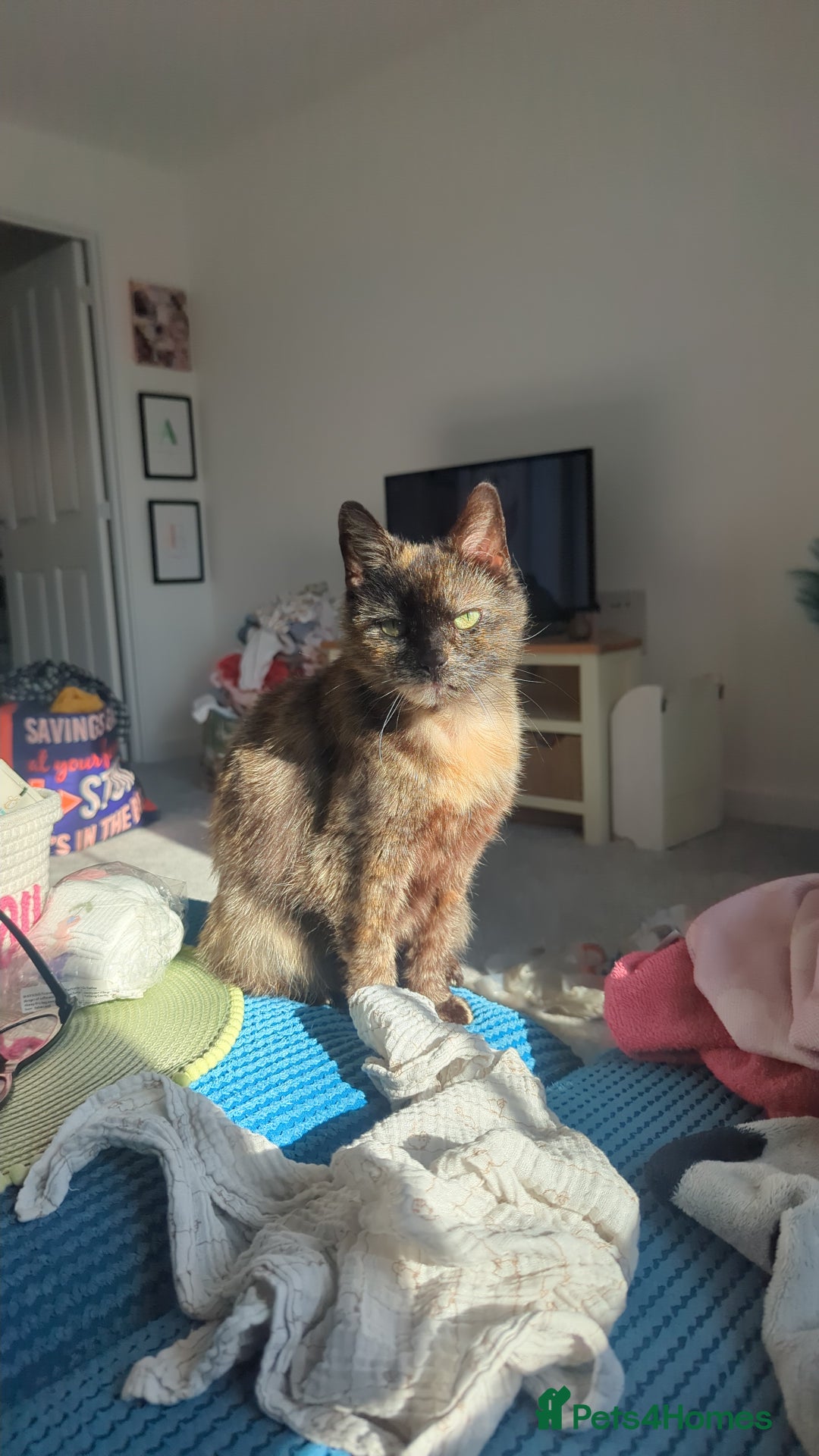 Mixed Breed cats for sale: Torrie female for re-home  - Image 3