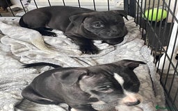 Staffordshire Bull Terrier dogs for sale: Sold  - Image 1