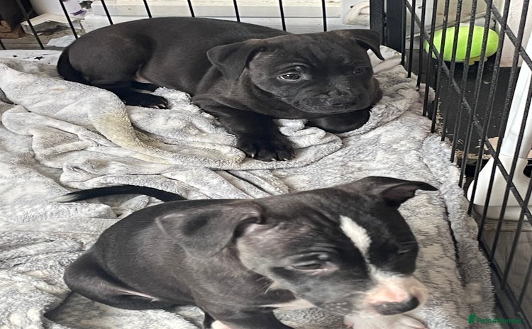 Staffordshire Bull Terrier dogs - Advert 12
