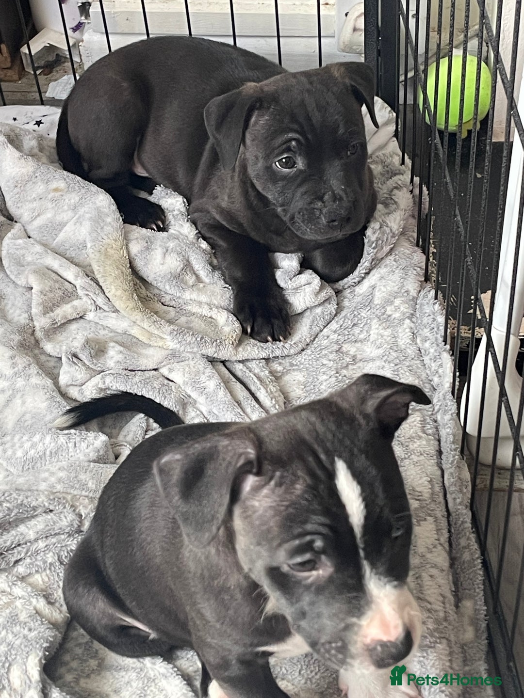 Staffordshire Bull Terrier dogs for sale: Sold  - Image 1