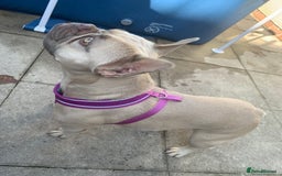 French Bulldog dogs for sale: 3 year old girl French bulldog  - Image 5