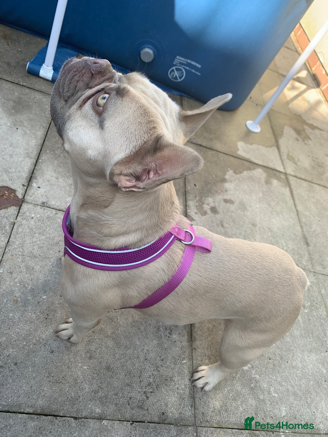 French Bulldog dogs for sale: 3 year old girl French bulldog  - Image 5