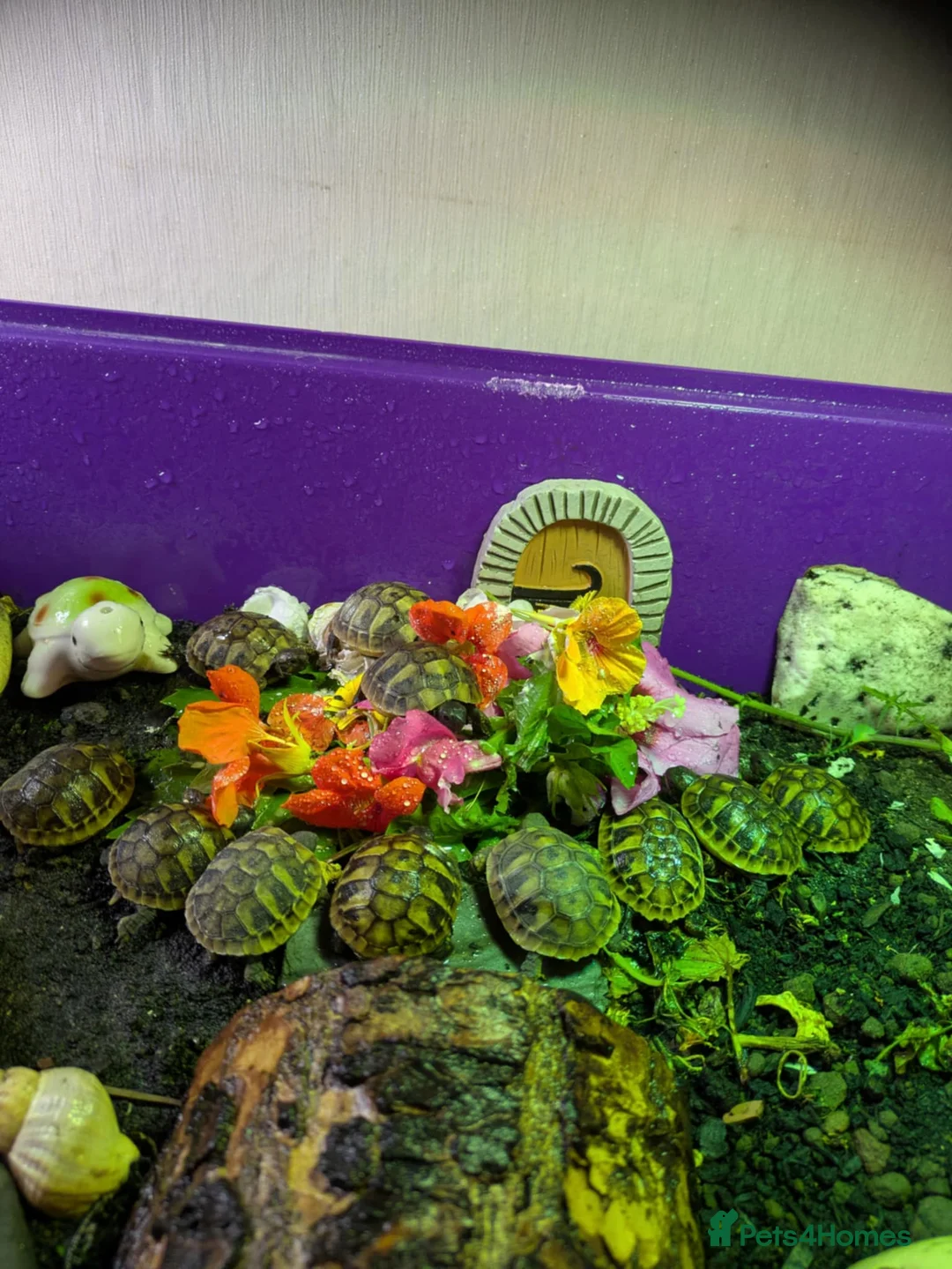 Hermann Tortoise reptiles for sale: Hatchling Hermann tortoises for sale - Advert 1