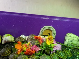 Hermann Tortoise reptiles Hatchling Hermann tortoises for sale - Advert 9