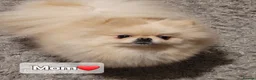 Pomeranian dogs for sale: Pomeranian 6 weeks   - Advert 21