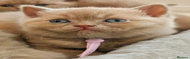 British Shorthair purple collar