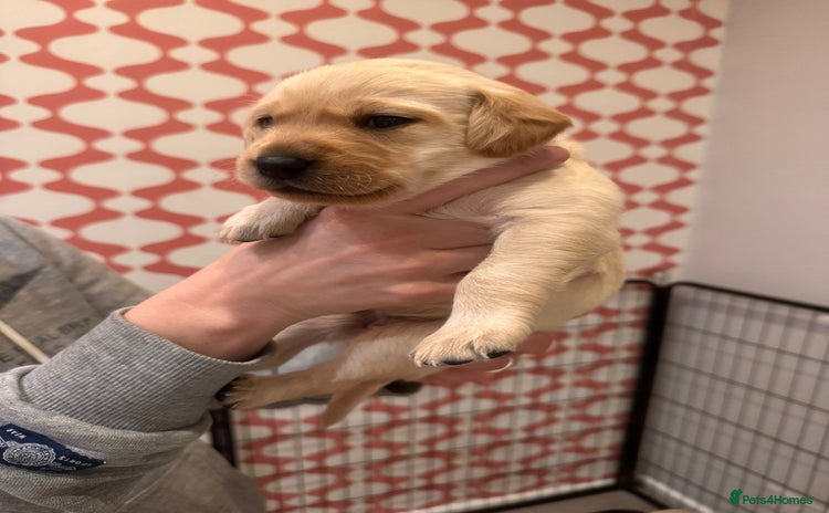 Labrador Retriever dogs - Advert 1