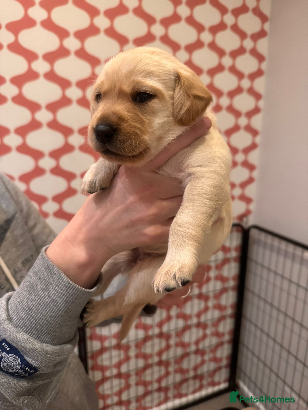 Labrador Retriever dogs for sale: Only 2 golden girls left! Ready for forever homes! - Advert 5