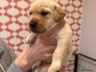 Labrador Retriever dogs - Advert 3