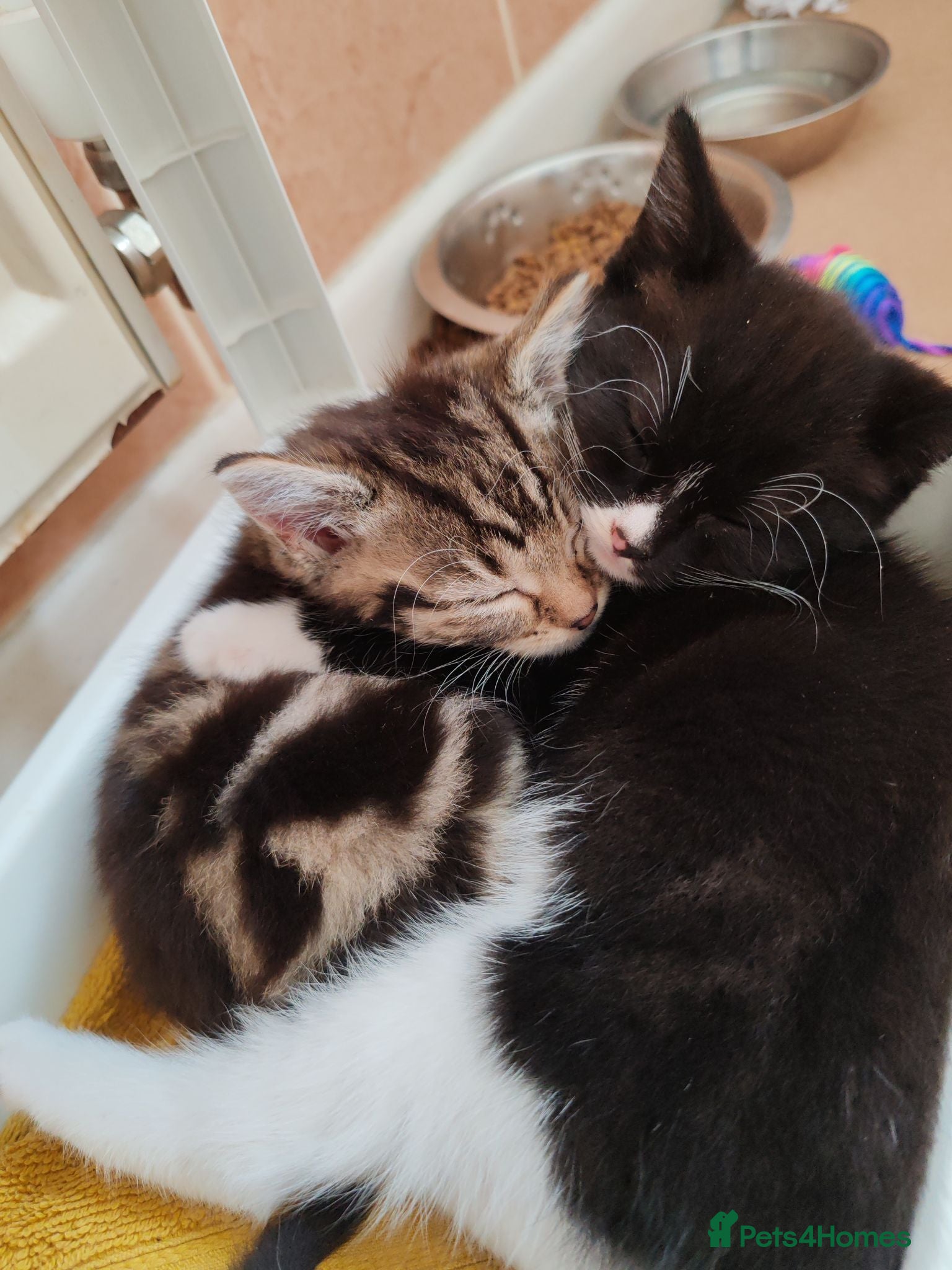 Mixed Breed cats Lovely crazy kittens - Advert 3