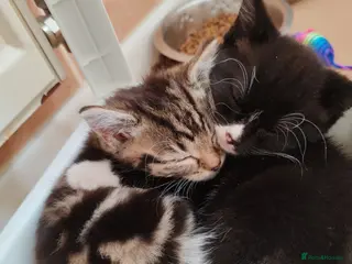 Mixed Breed cats Lovely crazy kittens - Advert 3