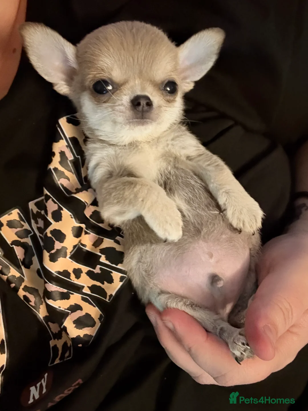 Chihuahua dogs for sale: 1 Male 1 female chihuahua for loving homes - Advert 2