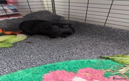 Guinea Pig rodents for sale: Two six month, bonded boar guinea pigs - Image 2