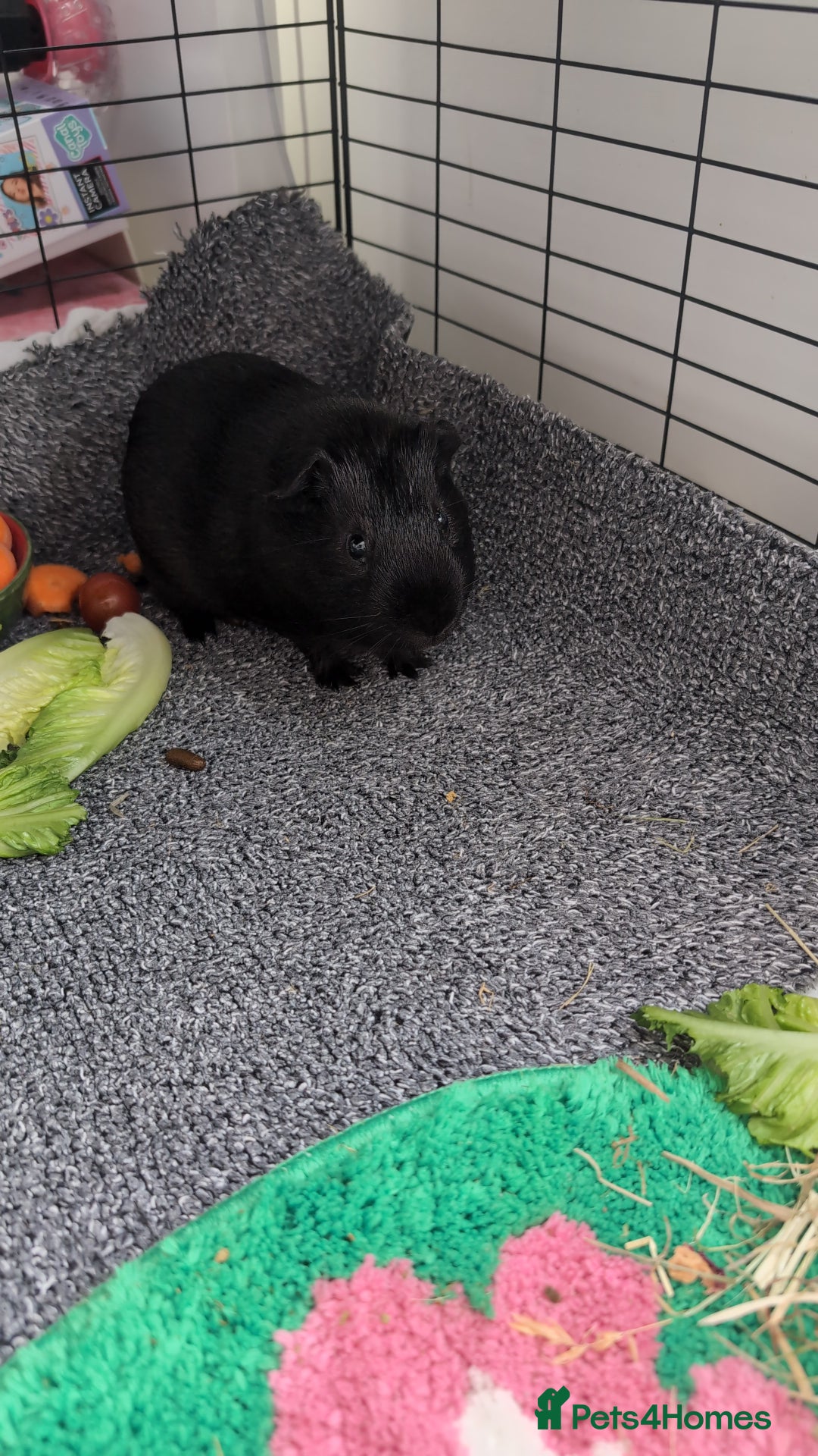 Guinea Pig rodents for sale: Two six month, bonded boar guinea pigs - Image 2