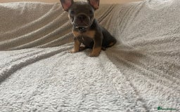 French Bulldog dogs for sale: READY NOW!! French Bulldog Puppies!! - Advert 7