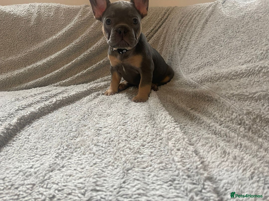French Bulldog dogs for sale: READY NOW!! French Bulldog Puppies!! - Advert 7