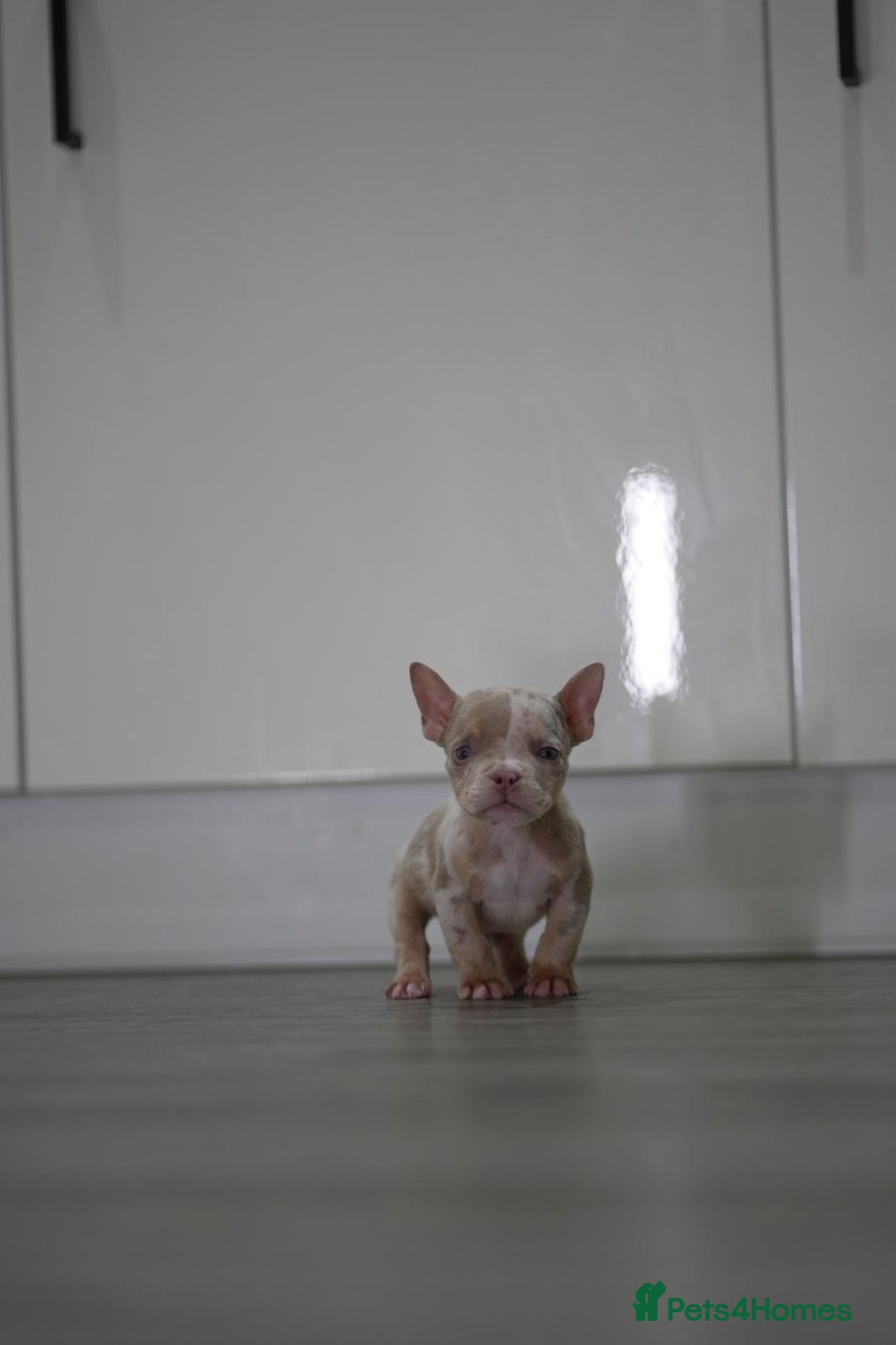 American Bully dogs for sale: Mirco bully- perfect and ready to go.  - Advert 14