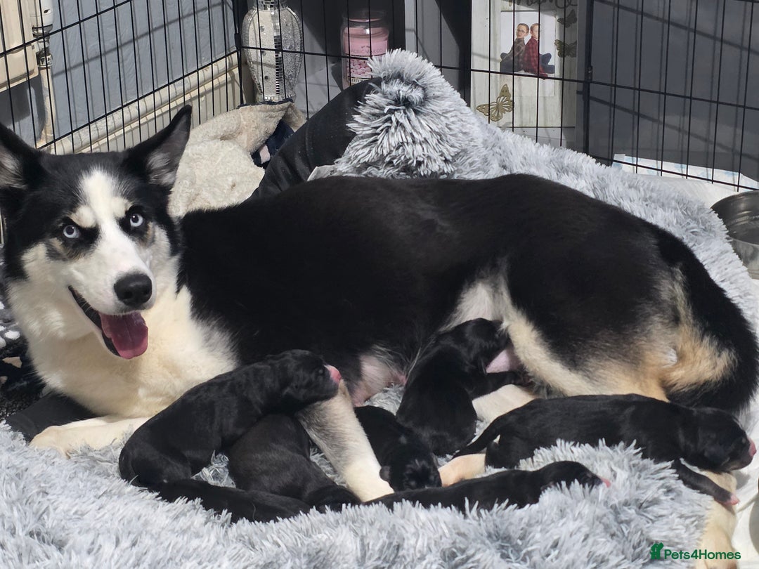 Mixed Breed dogs for sale: Husky x labrador puppies - Advert 7