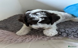 Cockapoo dogs for sale: Cockapoo Babies - Image 12