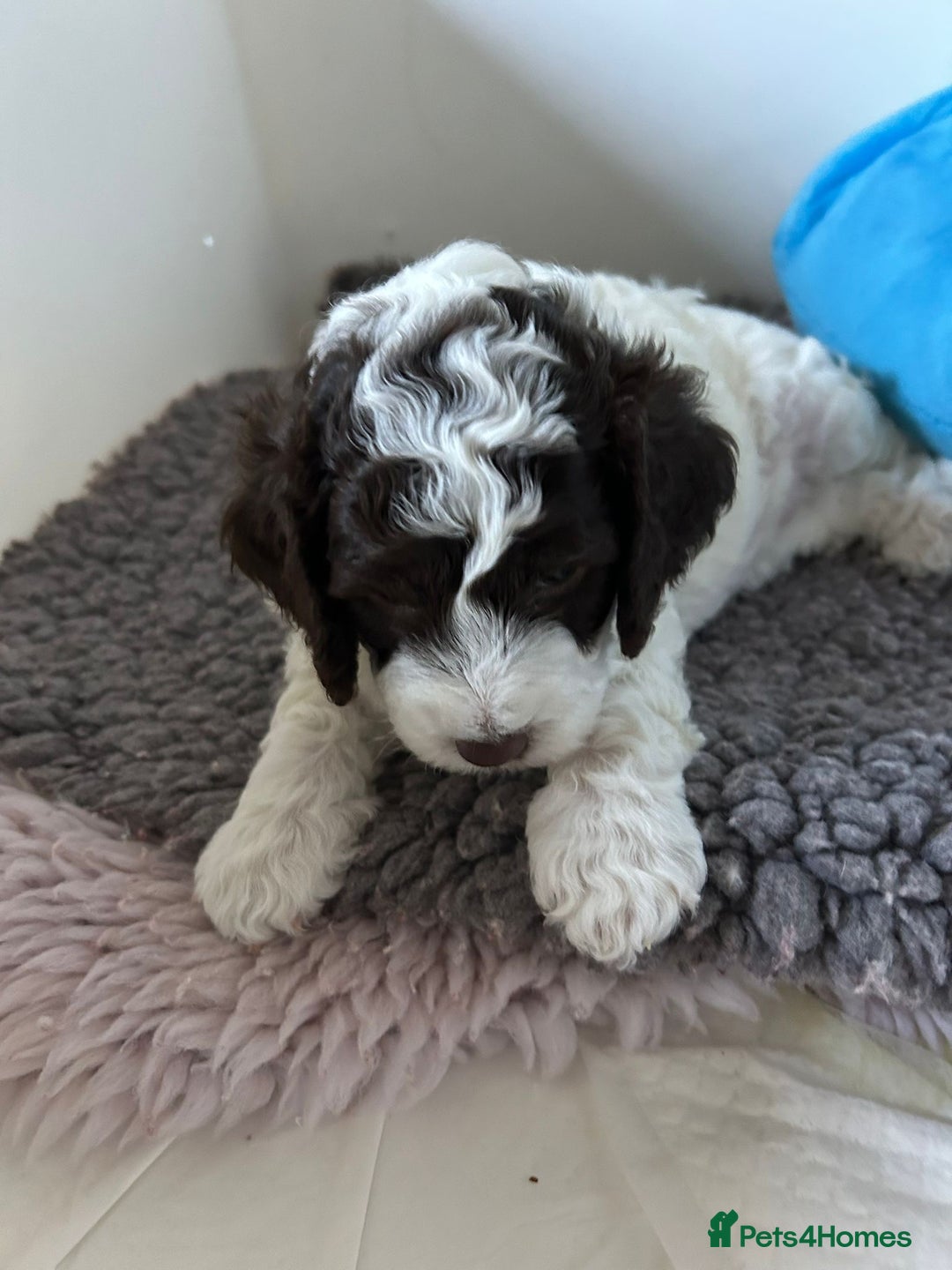 Cockapoo dogs for sale: Cockapoo Babies - Image 12
