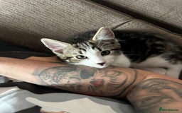 Domestic Shorthair cats for sale: Female kitten  - Image 2