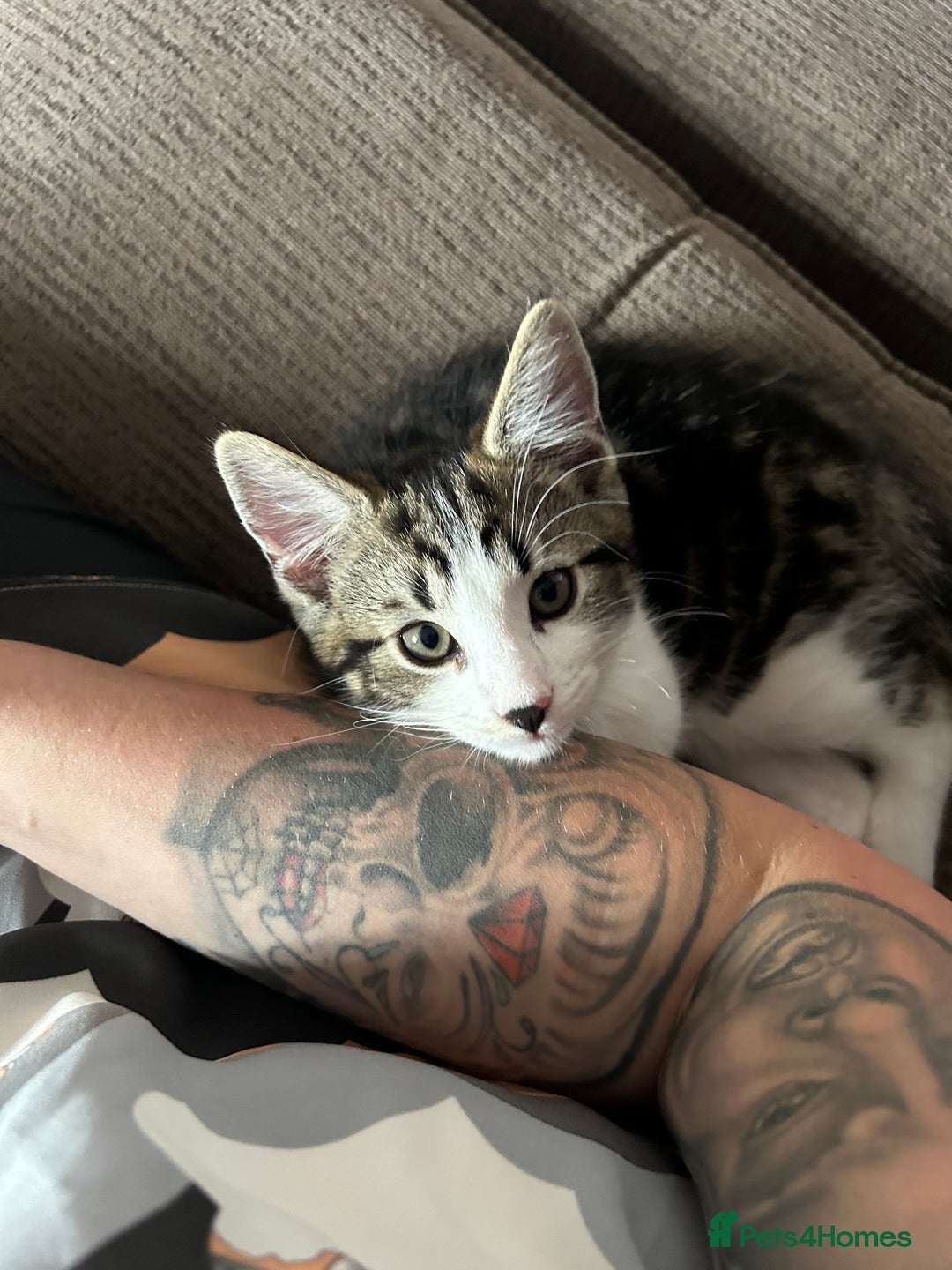 Domestic Shorthair cats for sale: Female kitten  - Image 2