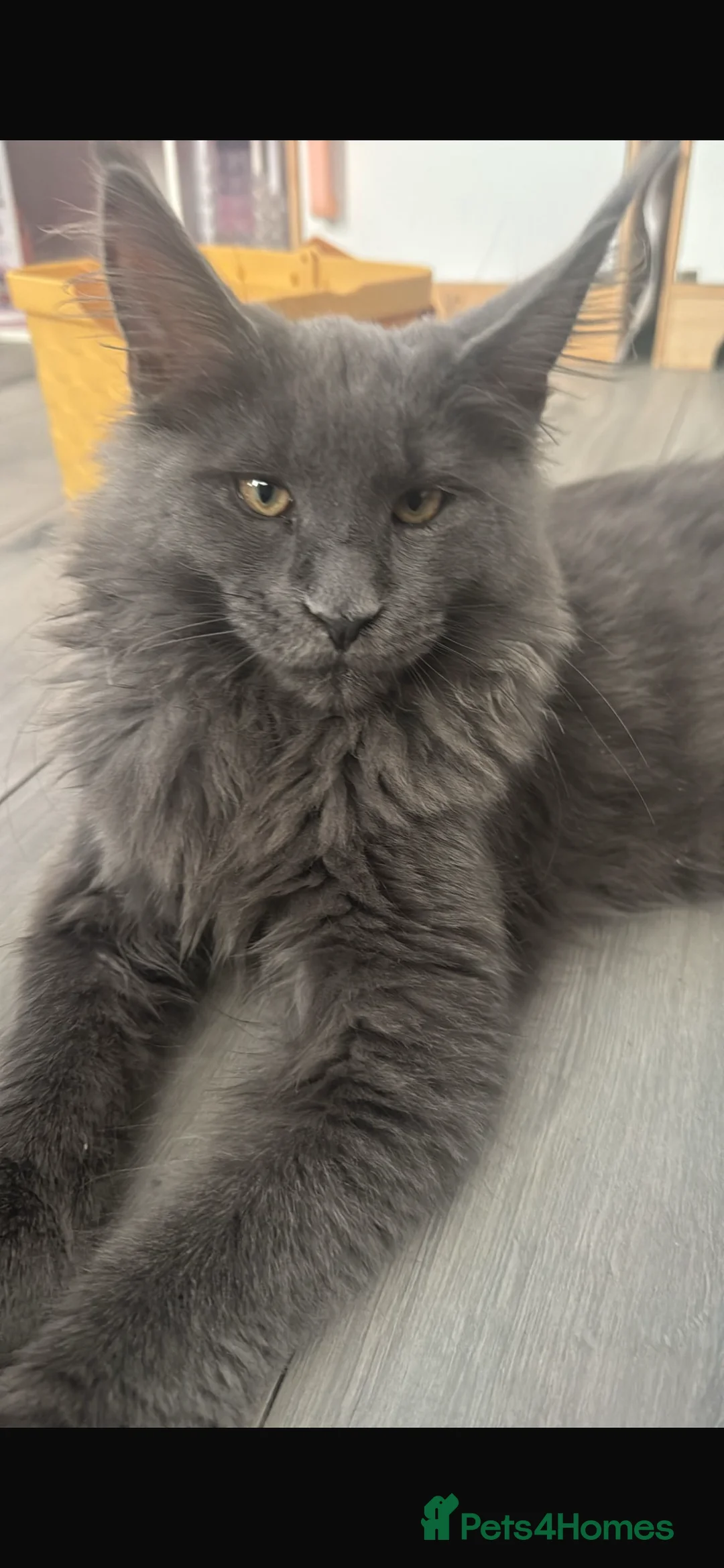 Maine Coon cats for sale: Beautiful Maine Coon Male Looking for Loving Home - Advert 1