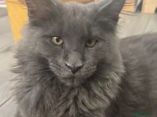 Maine Coon cats Beautiful Maine Coon Male Looking for Loving Home - Advert 5