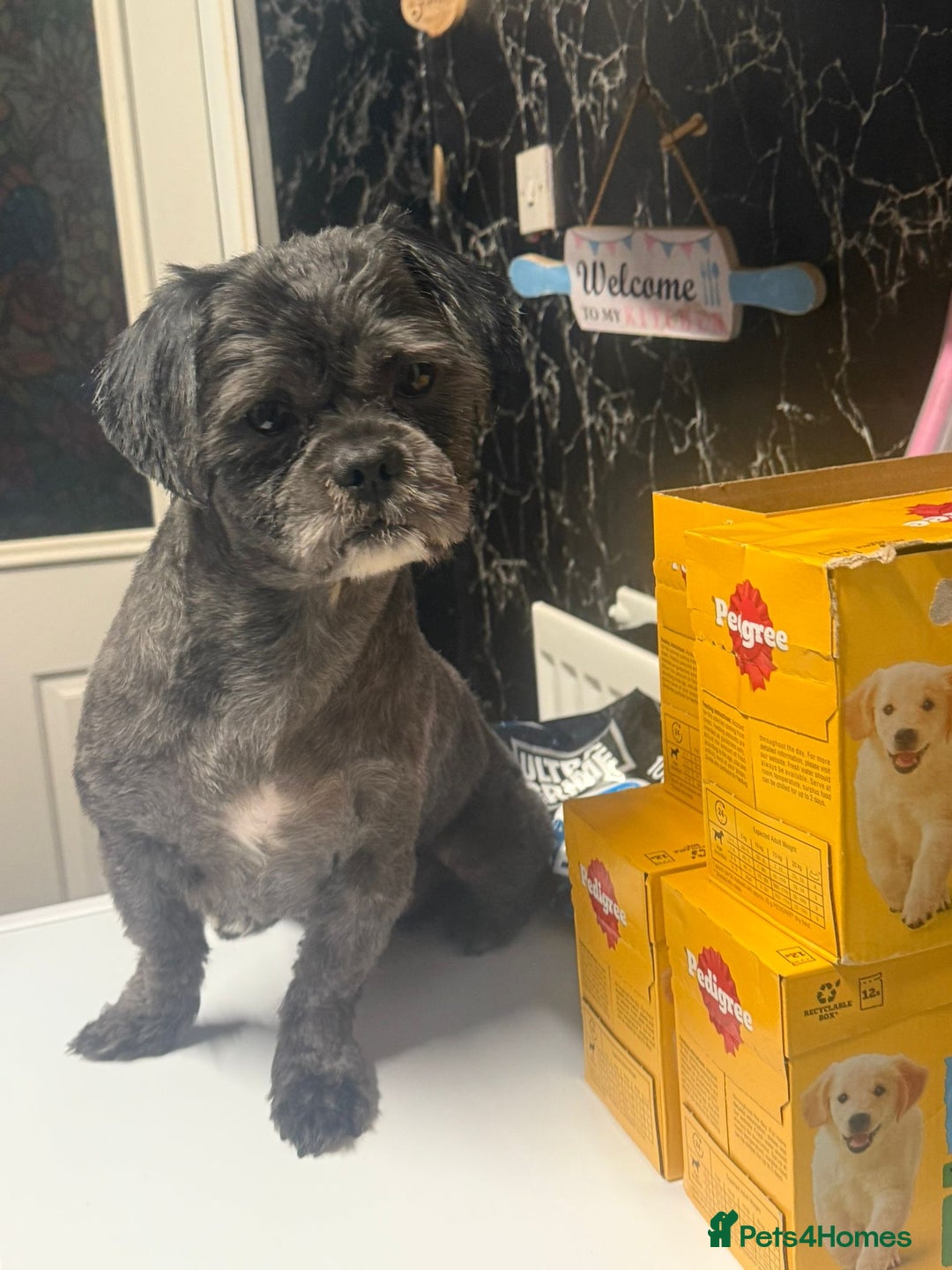 Shih Tzu dogs for stud: Beautiful boy for stud - Image 8