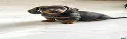 Dachshund dogs for sale: Beautiful little miniature girl dachshund - Advert 3