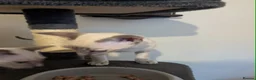 Siamese cats for sale: 1 male and 2 female siamese in Stockport - Advert 3