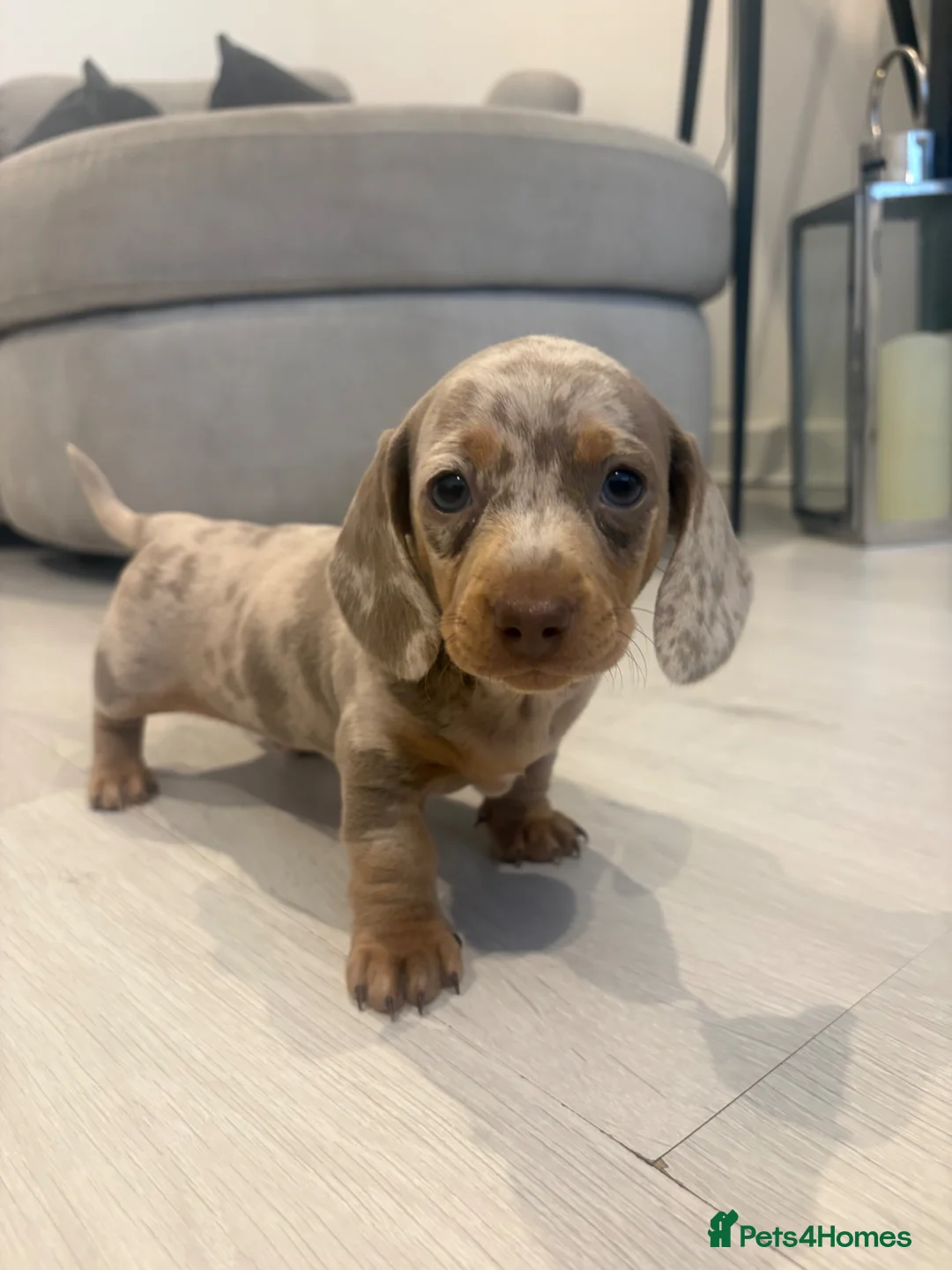 Dachshund dogs for sale: Dapple/lilac sausage dogs  - Advert 1