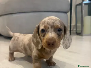 Dachshund dogs Dapple/lilac sausage dogs - Advert 10