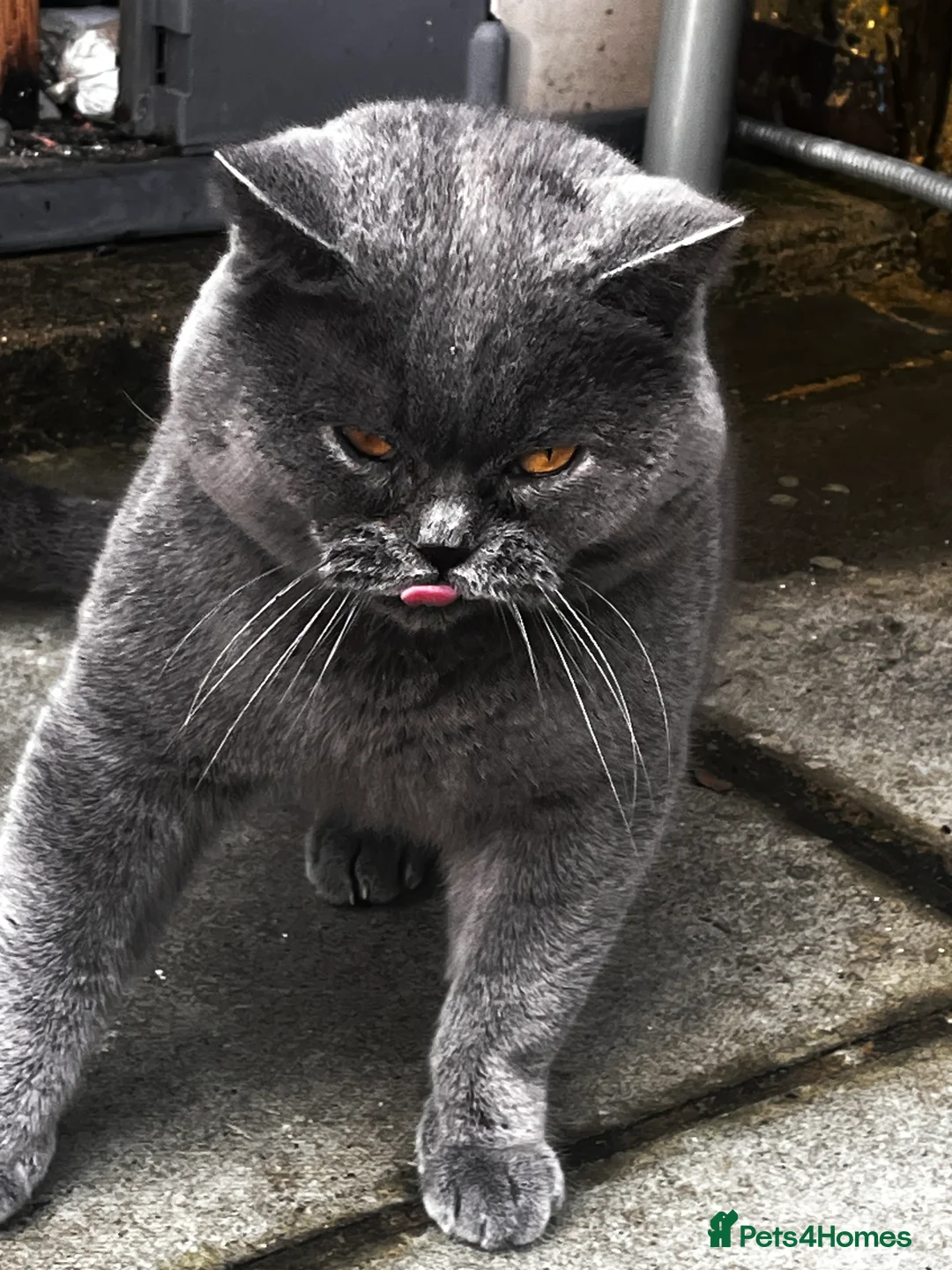 British Shorthair cats for stud: GCCF active boy for stud only  **  - Advert 2