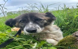 Mixed Breed dogs for adoption: Hilda - Norwich Norfolk  - Image 26
