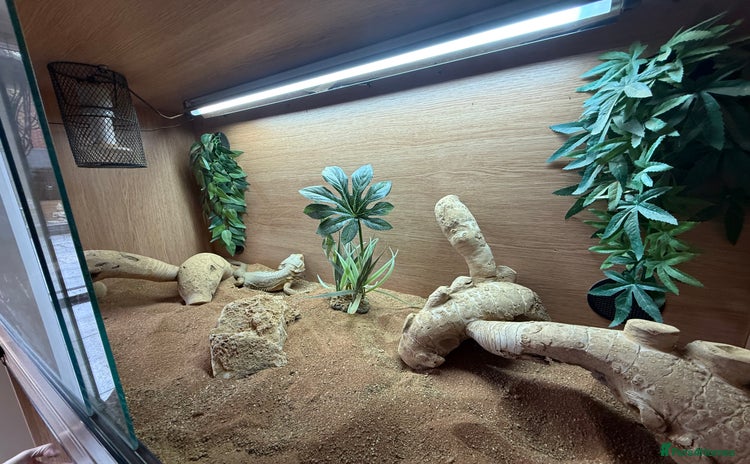 Bearded Dragon reptiles - Advert 8