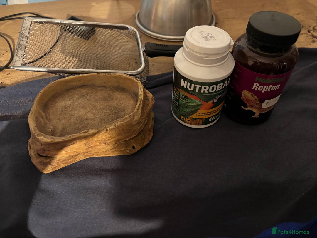 Bearded Dragon reptiles for sale: Bearded Dragon - Advert 2