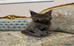 Maine Coon cats for sale: XXL Russian bloodline Maine Coon Kittens 20+Gen!🏆 - Image 19