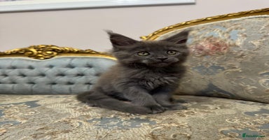 Maine Coon cats - Advert 2