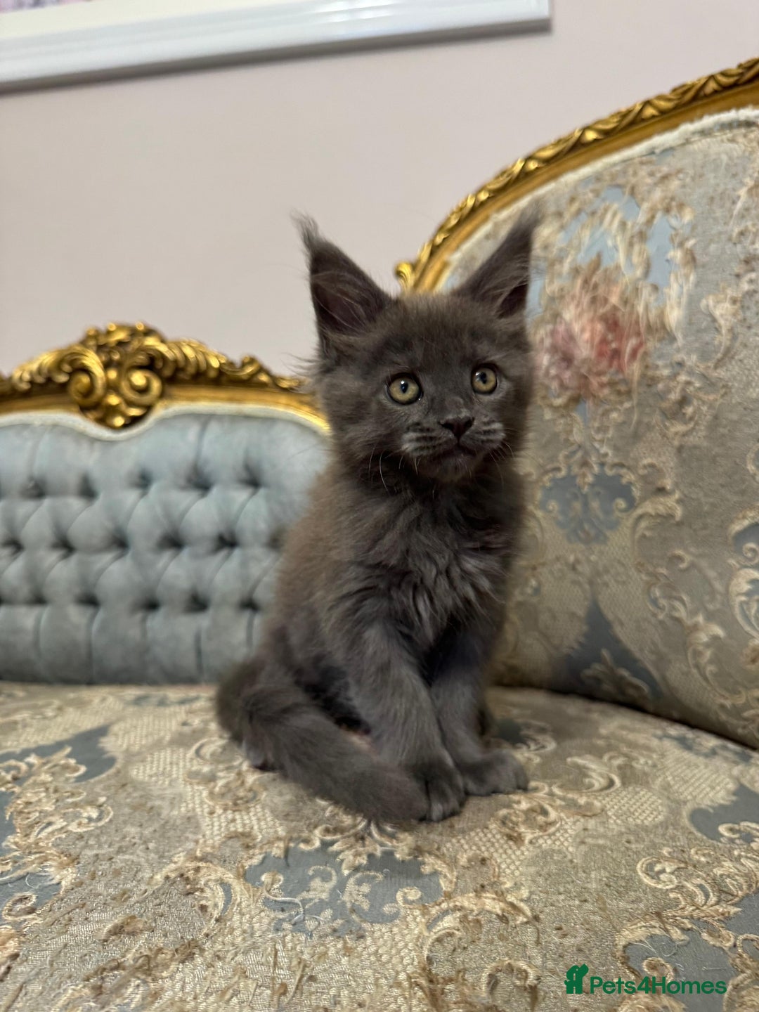 Maine Coon cats for sale: XXL Russian bloodline Maine Coon Kittens 20+Gen!🏆 - Image 19