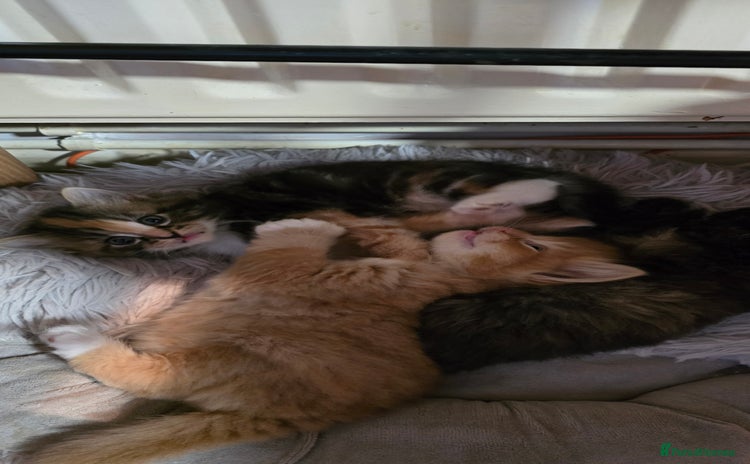 Maine Coon cats Amazing Mainecoon - Advert 11